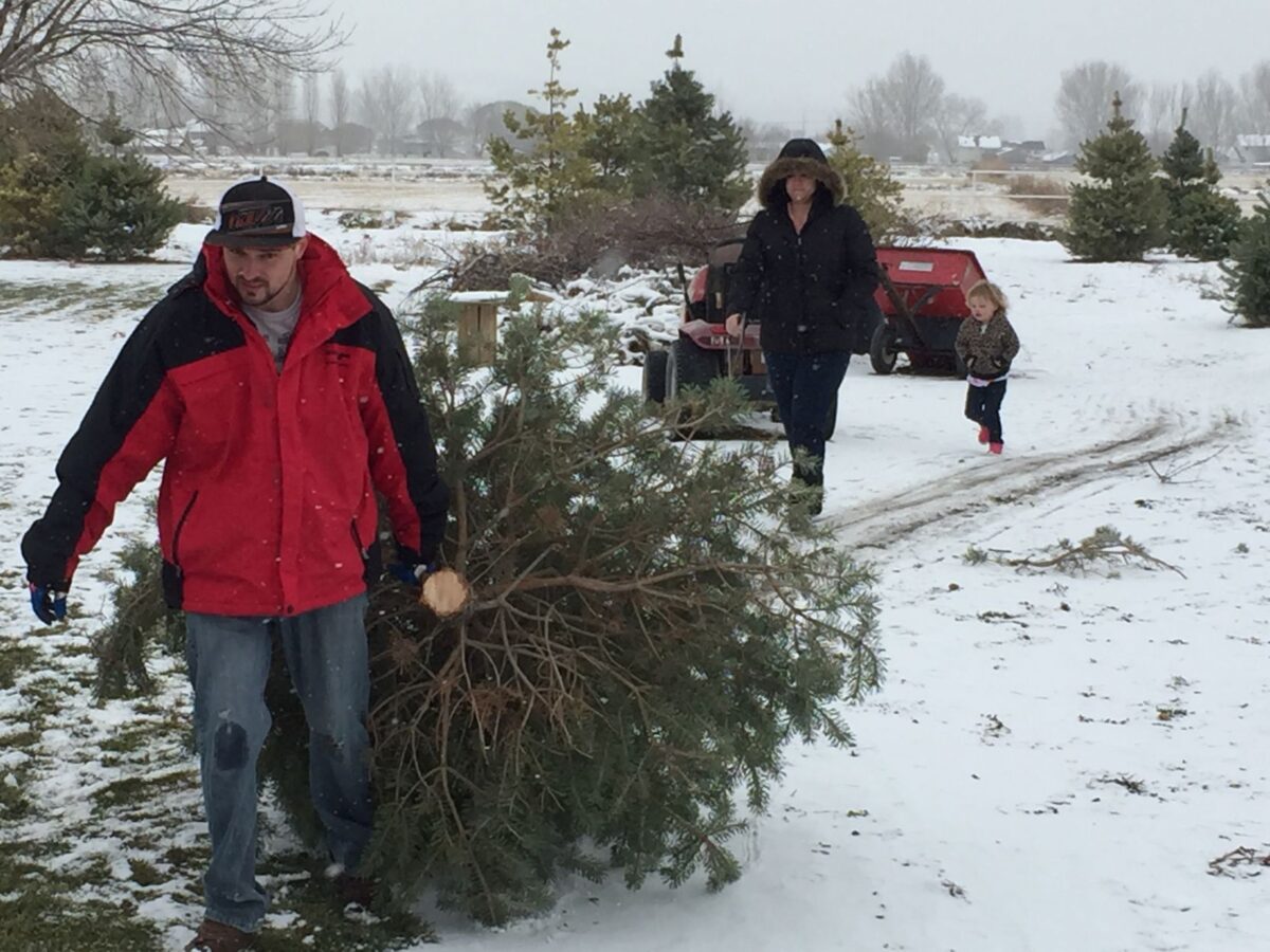 How and where to cut your own ‘wild’ Christmas tree | News, Sports ...